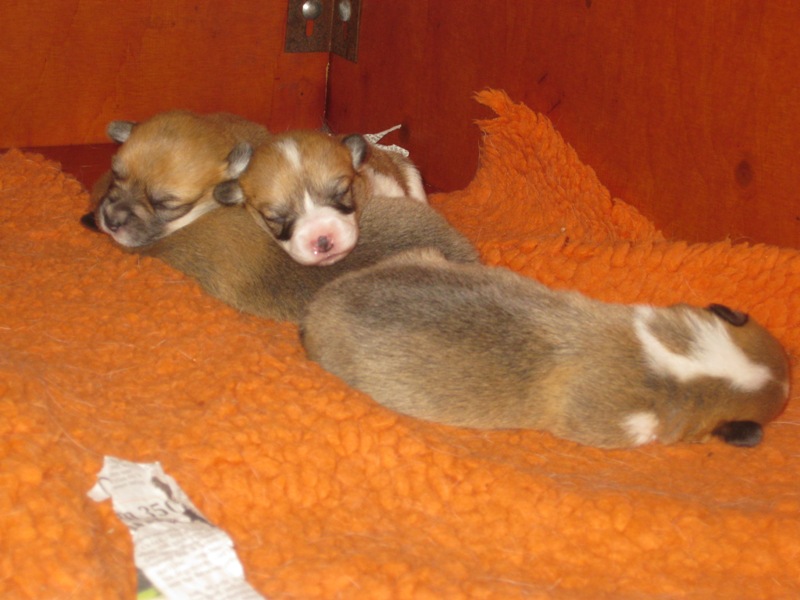 Puppies